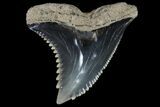 Hemipristis Shark Tooth Fossil - Virginia #96553-1